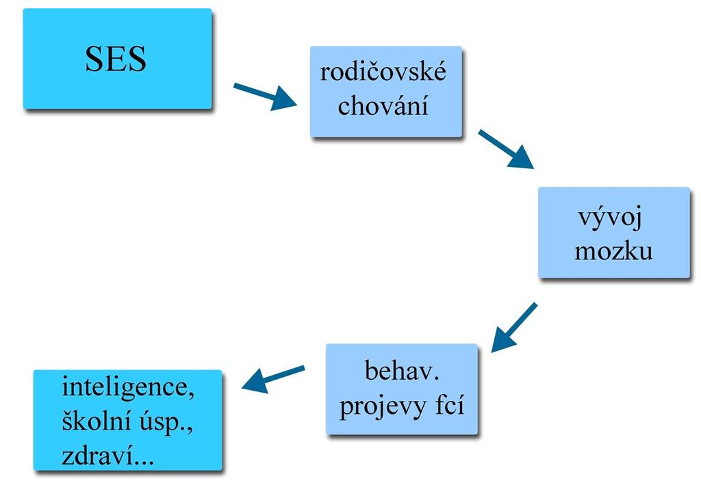 Ukazuje se tedy, že některé aspekty zahrnované pod pojem SES ovlivňují kognitivní vývoj dítěte více nežli jiné a současně, že některé kognitivní oblasti jsou k ovlivnění náchylnější, nežli oblasti