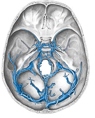 Vena jugularis interna - začátek sinus sigmoideus + sinus petrosus inferior