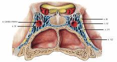 bulbus VJI SC plexus basilaris sinus marginales plexus venosus suboccipialis vv. vertebrales SC plexus venosus caroticus int.