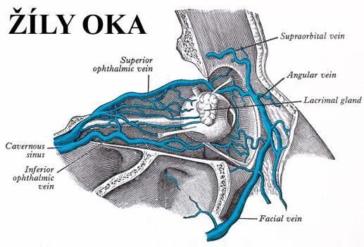 Skupiny přítoků vnitřní hrdelní žíly 5. vv. ophthalmicae superior inferior v. retromandibularis plexus pterygoideus v. facialis v.