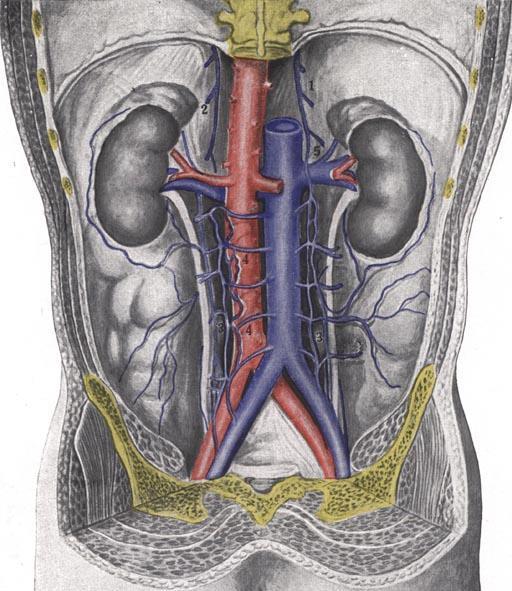 Vena cava