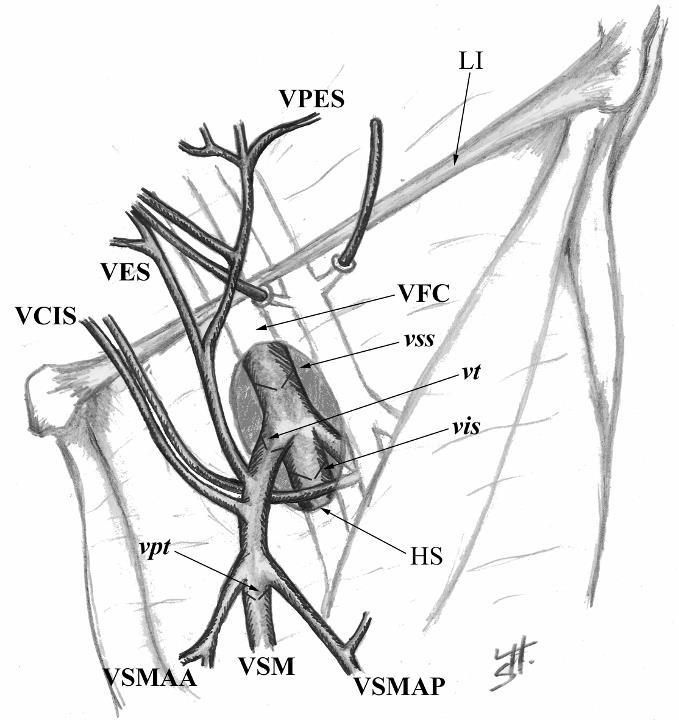 Topografie VSM compartimentum