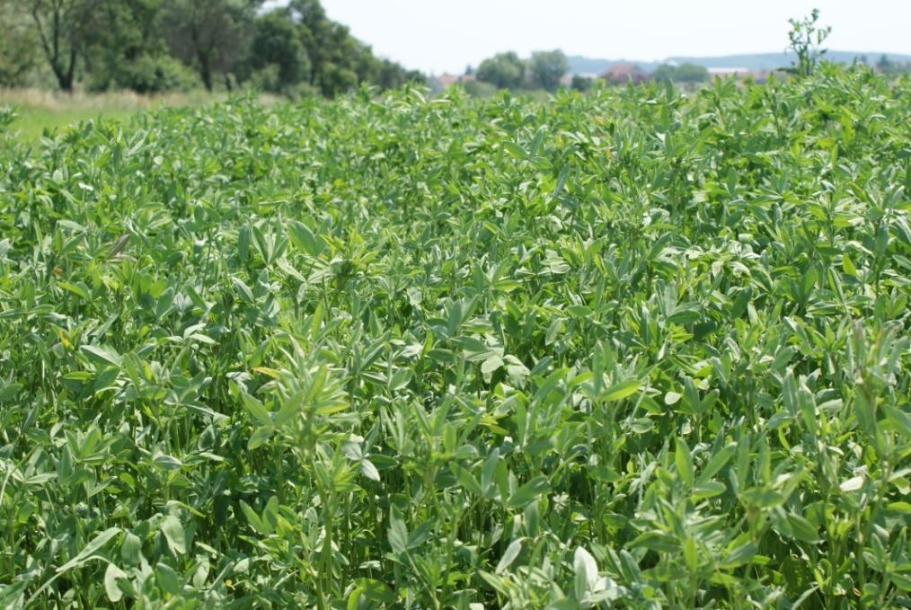 Jetel alexandrijský - agrotechnika Sklizeň na píci se provádí na počátku květu. Při časnější 1.