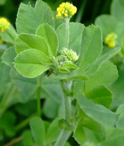 Tolice dětelová (Medicago lupulina