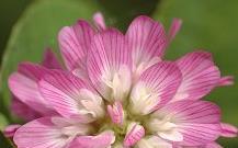 Jetel perský (Trifolium resupinatum L) Je jednoletý druh, pocházející z oblasti středozemního moře, Balkánu a Persie.