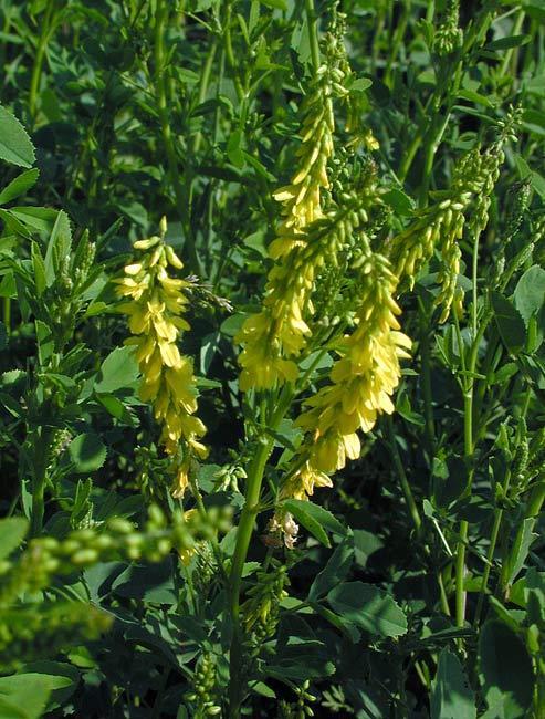 Význam čeledi Fabaceae Jiní zástupci