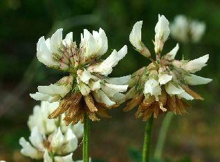 plazivý (Trifolium repens)