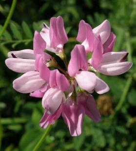 (Trifolium incarnatum)