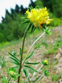 (Medicago lupulina)