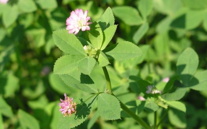 (Trifolium