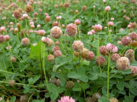 Netradiční pícní druhy Jetel panonský (Trifolium pannonicum) Štírovník jednoletý (Lotus ornithopodioides)