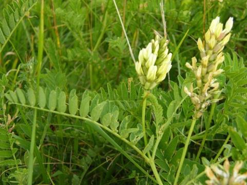 medium) Jetel jahodnatý (Trifolium fragiferum) Jetel blěděžlutý (Trifolium ochroleucon) Kozinec cizrnovitý