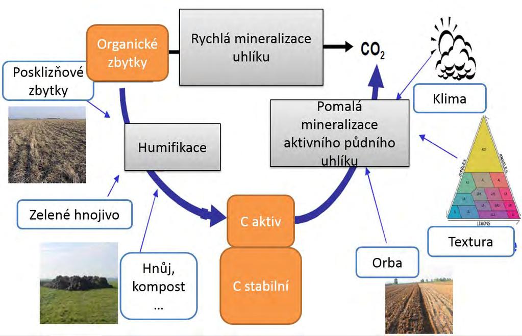 Základní procesy přeměn organických látek v půdě MINERALIZACE = rozklad organické hmoty na jednoduché anorganické sloučeniny (aerobní