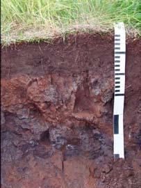7. Bonitace a klasifikace půd RANKER RN Půdy se stratigrafií O Ah (možné i Am, Au) nebo Ap Cr R, vyvinuté ze skeletovitých rozpadů hornin či ze skeletovitých bazálních souvrství silikátových hornin s