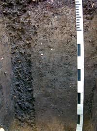 7. Bonitace a klasifikace půd PELOZEM PE Půdy se stratigrafií O Ah nebo Ap Bp IIC s kambickým pelickým horizontem.