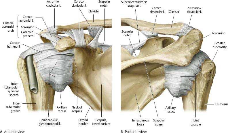 Anatomie