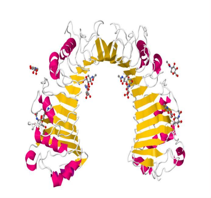 Patofyziologie CD14 Cluster of differentiation 14 (CD 14)- Protein (rcp) k rozpoznání PAMPs: G- LPS (vazba na LBP) G+ peptidoglykan Prezentace TLR (4,2)- aktivace zánětlivé kaskády, produkce