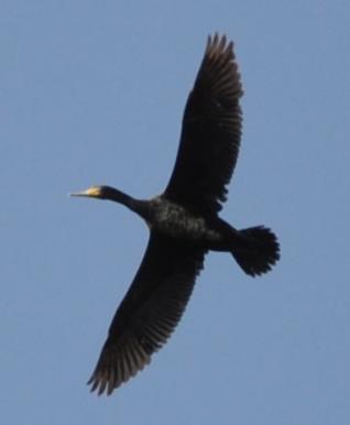 Kormorán velký (Phalacrocorax carbo) tř.