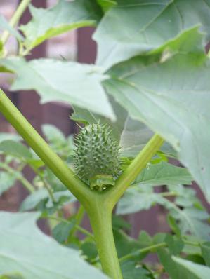 org/wiki /File:Datura_stramonium_plod.