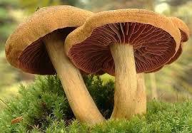 HOUBY Při podezření na otravu houbami zajistit podezřelý materiál na mykologické vyšetření Muchomůrka