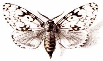 Pokud se vám to podaří, pozorujte pod kůrou larvy tohoto brouka i typickou kresbu v napadeném dřevě. Svá pozorování zapište.