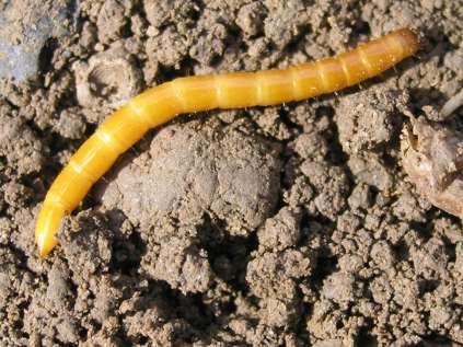 Kovaříkovití brouci - bionomie samičky kladou vajíčka do půdy (vlhké a s velkým množstvím organické hmoty) larvy se první