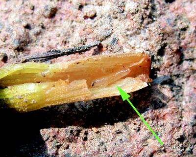 Bzunka ječná Oscinella frit černá lesklá muška - žluté nohy a červené oči, velikost 3 mm imaga první generace létají koncem dubna a začátkem května a kladou vajíčka na rostliny do fáze 3-4 listu -