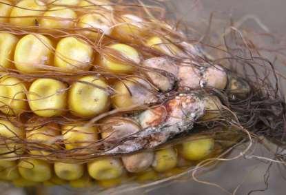 Houbové patogeny kukuřice Padání a spála klíčních rostlin - původci - Fusarium