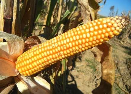 Obecná snětivost kukuřice Ochrana kvalitní orba po sklizni střídání plodin při slabším výskytu a