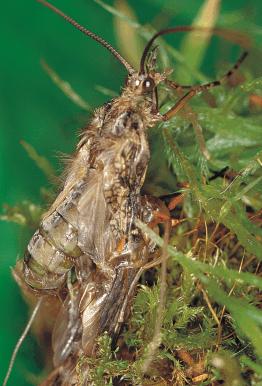 Líhnutí dospělců a) těžší - musí najít oporu, na vyčnívajících předmětech, vyleze, pokožka vyschne, praskne na thoraxu (Limnephilidae), pokud nenajde oporu vysílena plaváním hyne.