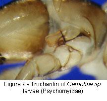 čeleď PSYCHOMYIDAE -