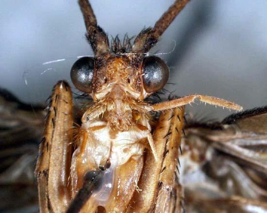TRICHOPTERA (chrostíci) [= Phryganoidea] - největší výhradně vodní hmyzí řád - celosvětově 12000 spp., 45 fam,, 600 gen.