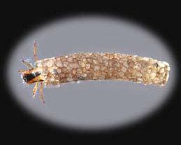 nadčeleď LIMNEPHILLOIDEA čeleď ODONTOCERIDAE -
