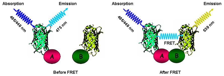 Experimentální metody FRET Fluorescence (Förster) resonance energy transfer rezonanční přenos energie z donoru v