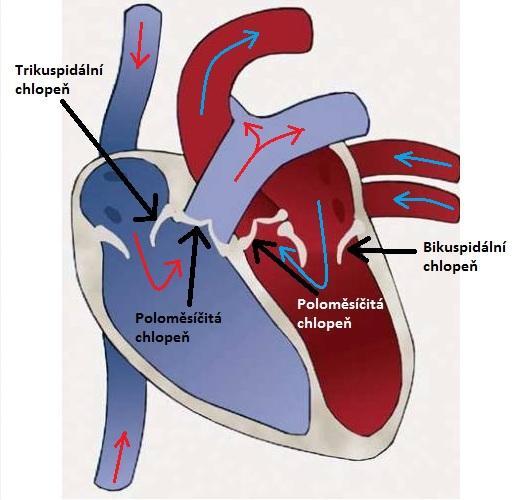 Příloha 1: Proudění krve v srdci Zdroj: http://21stoleti.