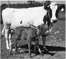 transgenních zvířat Bioreaktory - domácí zvířata produkující mléko,