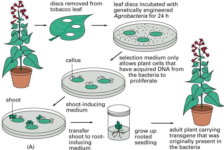 Příprava transgenních rostlin Genové dělo