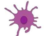 CLEARENCE HPV INFEKCE Prezentace virových antigenů dendritickými buňkami (Langerhansovi