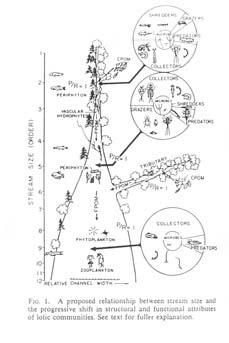 River Continuum : Potravní skupiny benthosu, produkce C-org. jen na horním toku, pak CPOM >> FPOM atd.