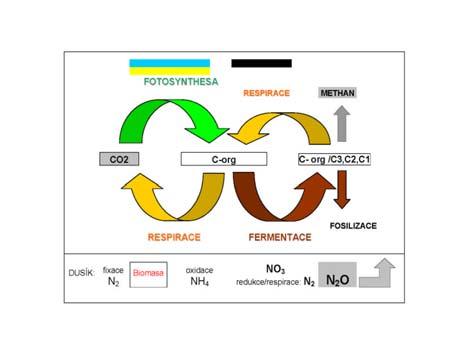 Obecný cyklus produkce/degradace posilujeme různé složky: Obecné principy: Odpadní vody (komunální): Vysoká koncentrace C-org.. Vyšší teplota vody. Transport kanalizací >> ČOV.