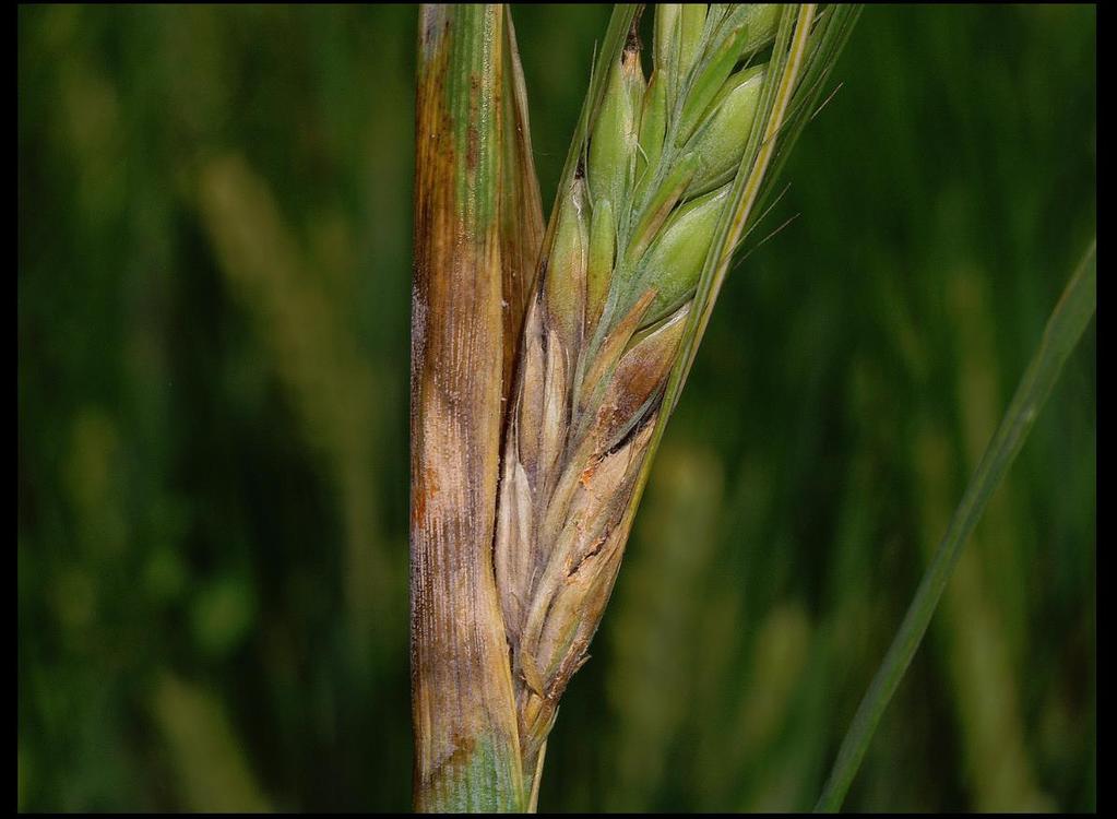 Obilniny pšenice ozimá růžovění klasů pšenice (Fusarium sp.