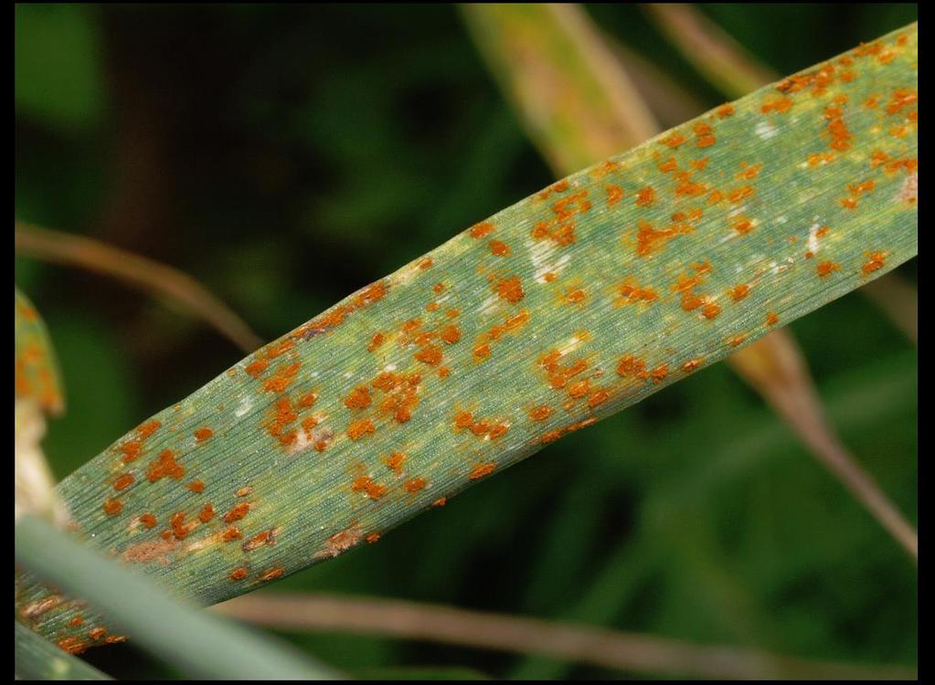 Obilniny pšenice ozimá černá rzivost trav (Puccinia graminis) rez travní Silné výskyty - 0 hnědá rzivost pšenice (Puccinia