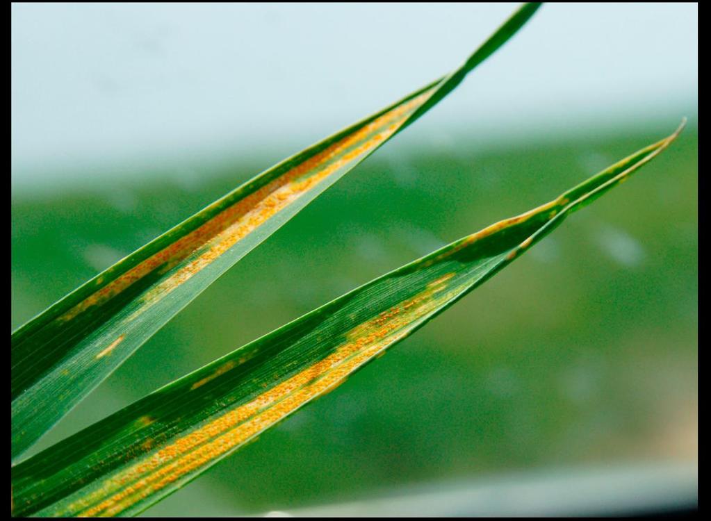 Obilniny pšenice ozimá žlutá rzivost trav (Puccinia striiformis) rez plevová Silné výskyty - 0