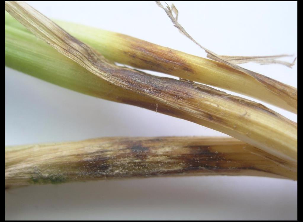 Obilniny pšenice ozimá Choroby pat stébel stéblolam pšenice (Oculimacula yallundae) Silné