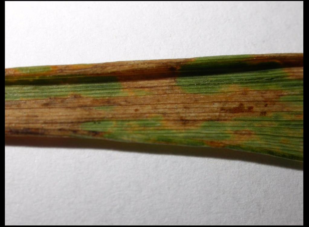 Obilniny pšenice ozimá tečkovaná plevová a listová skvrnitost pšenice
