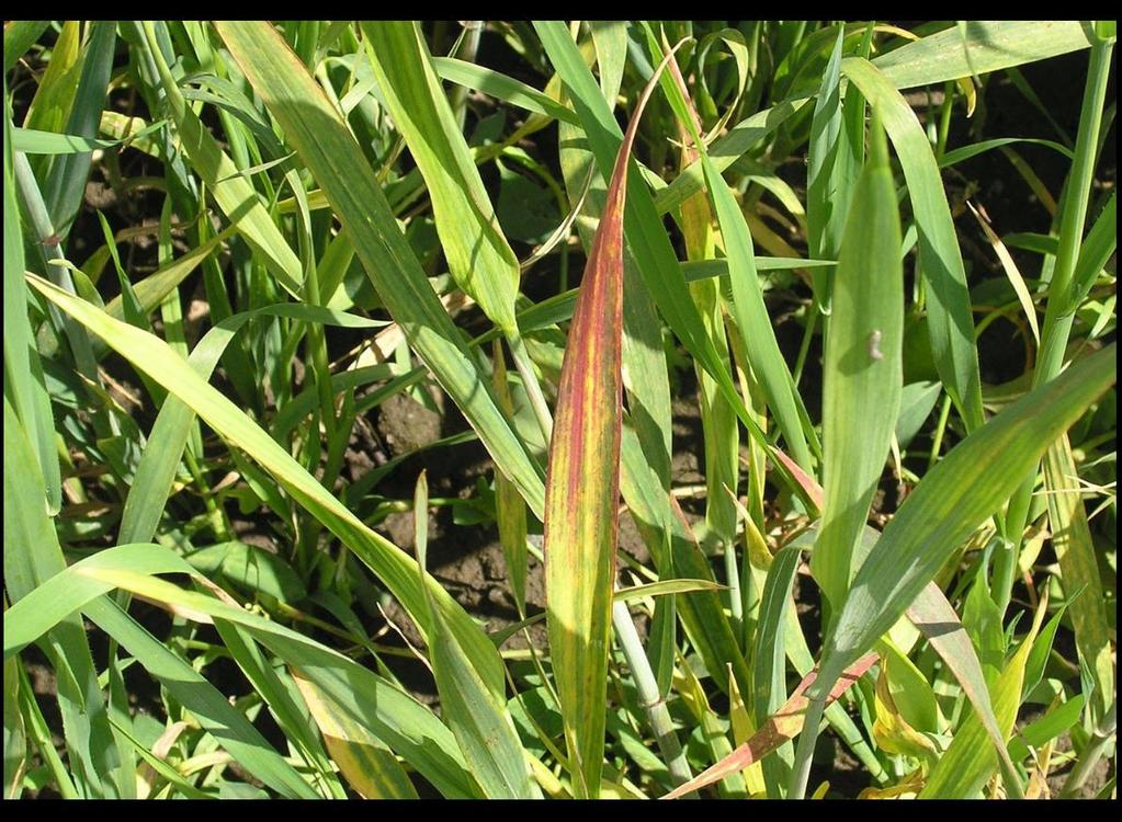 Obilniny pšenice ozimá virová zakrslost pšenice (WDV Wheat dwarf