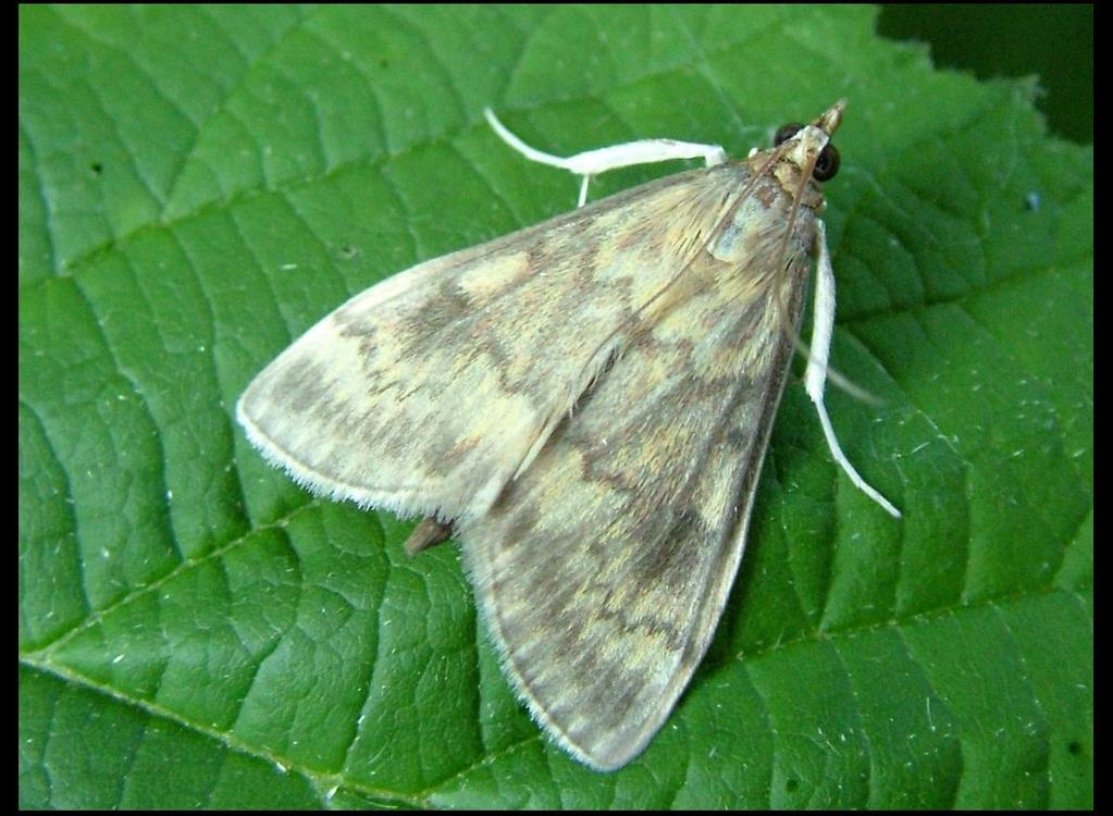 Obilniny kukuřice setá zavíječ kukuřičný (Ostrinia nubilalis) Silné