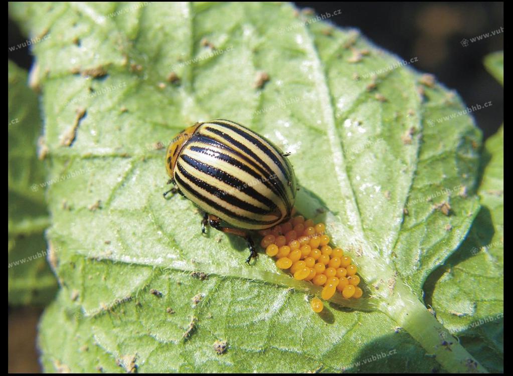 Okopaniny - Brambor mandelinka bramborová (Leptinotarsa decemlineata) Silné výskyty v krajích a okresech Středočeský NB, PB, KH,