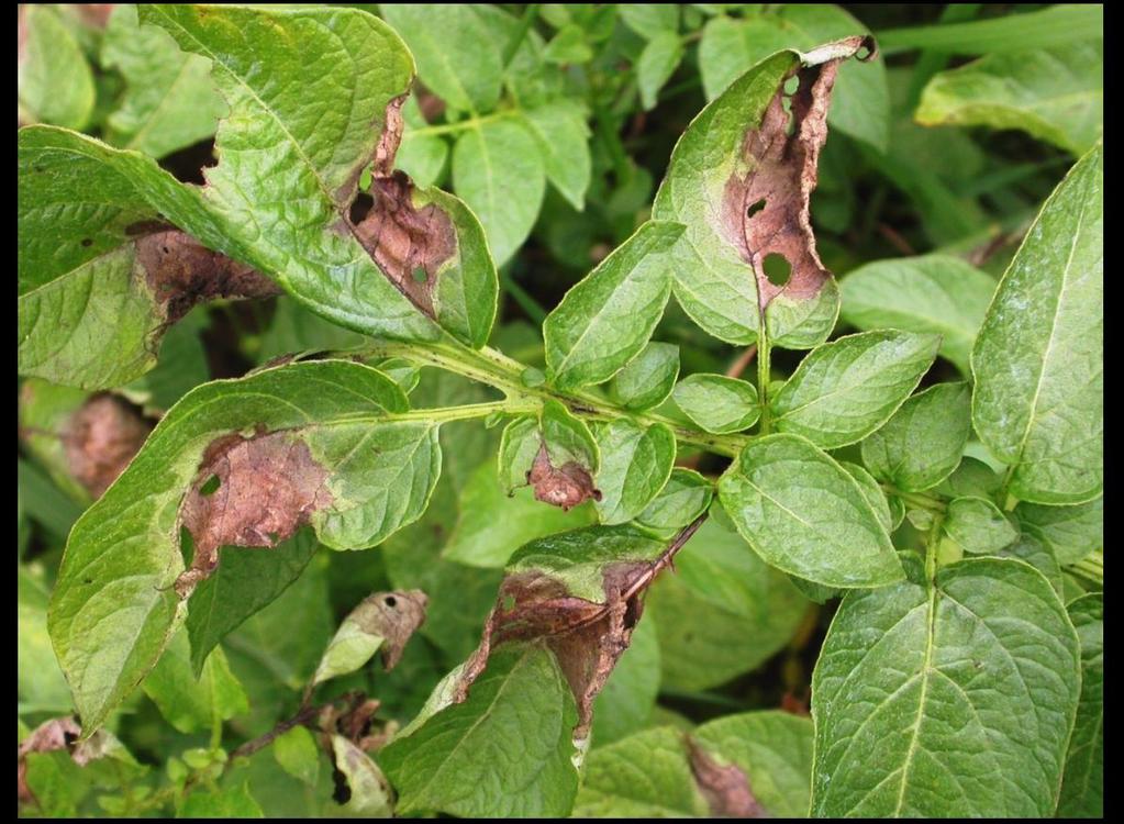 Okopaniny - Brambor plíseň bramboru (Phytophthora infestans) plíseň bramborová Silné výskyty v krajích a okresech Středočeský PB Ústecký LT Střední výskyty v krajích