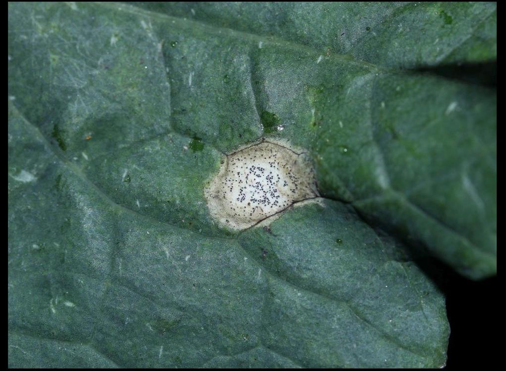 Olejniny Řepka olejná fomové černání stonků řepky (Leptosphaeria maculans + L.